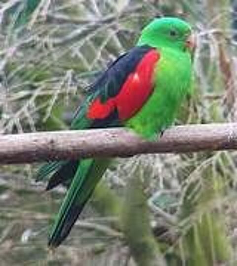 recherche p&eacute;rruche &eacute;rythropt&egrave;re 0 13140 Miramas