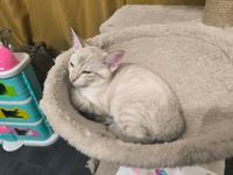   Cede un chaton femelle siamois  