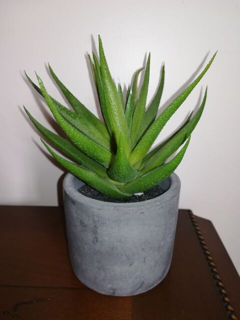 plante Maison du Monde 10 Orl�ans (45)