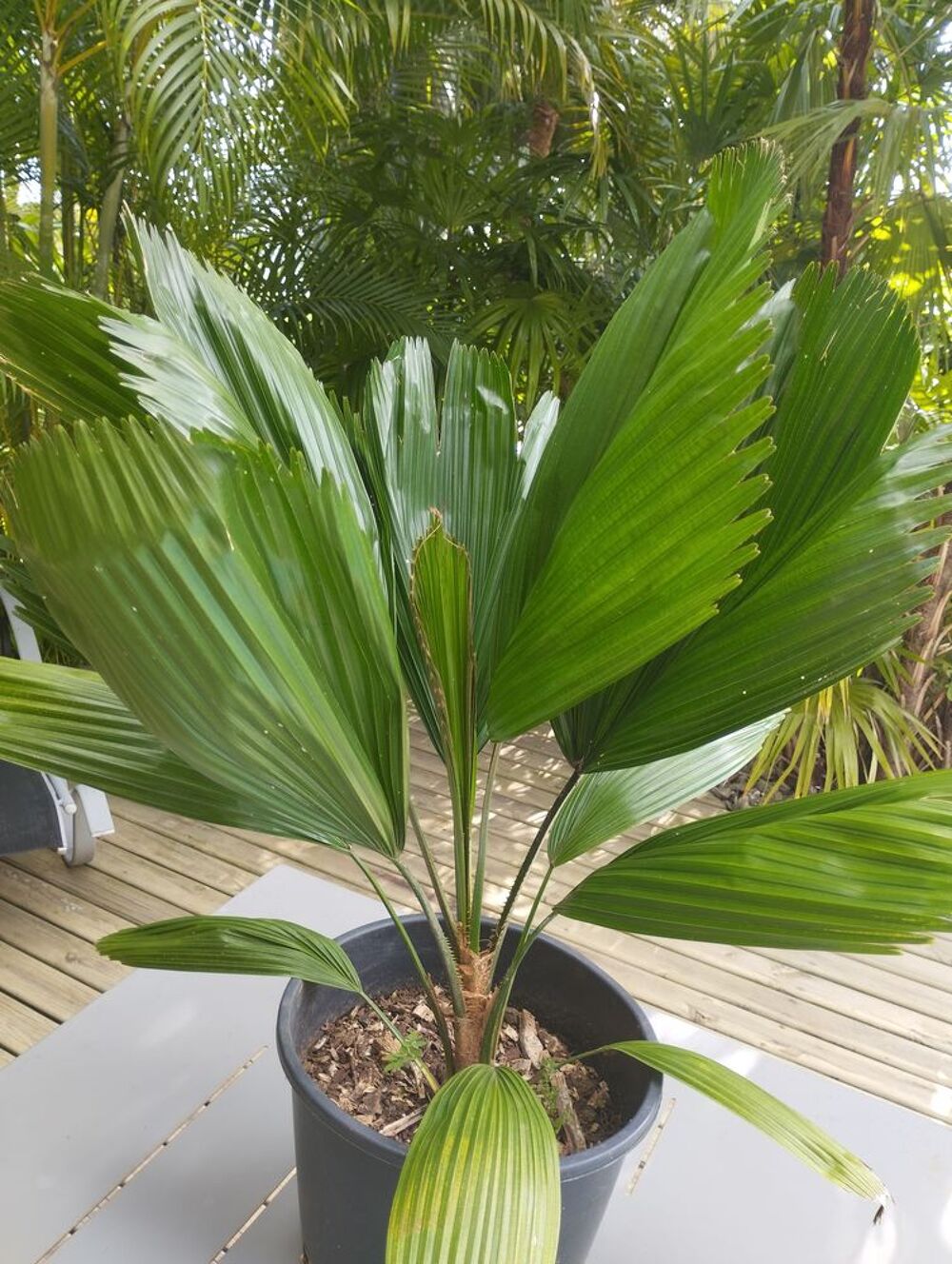 Palmier cuill&egrave;re Jardin