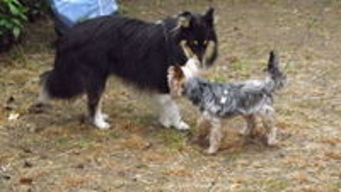   RECHERCHE JEUNE CHIEN PETITE TAILLE 