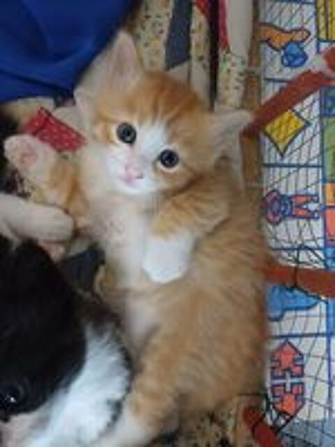   Chaton norvégien/ angoras turc  