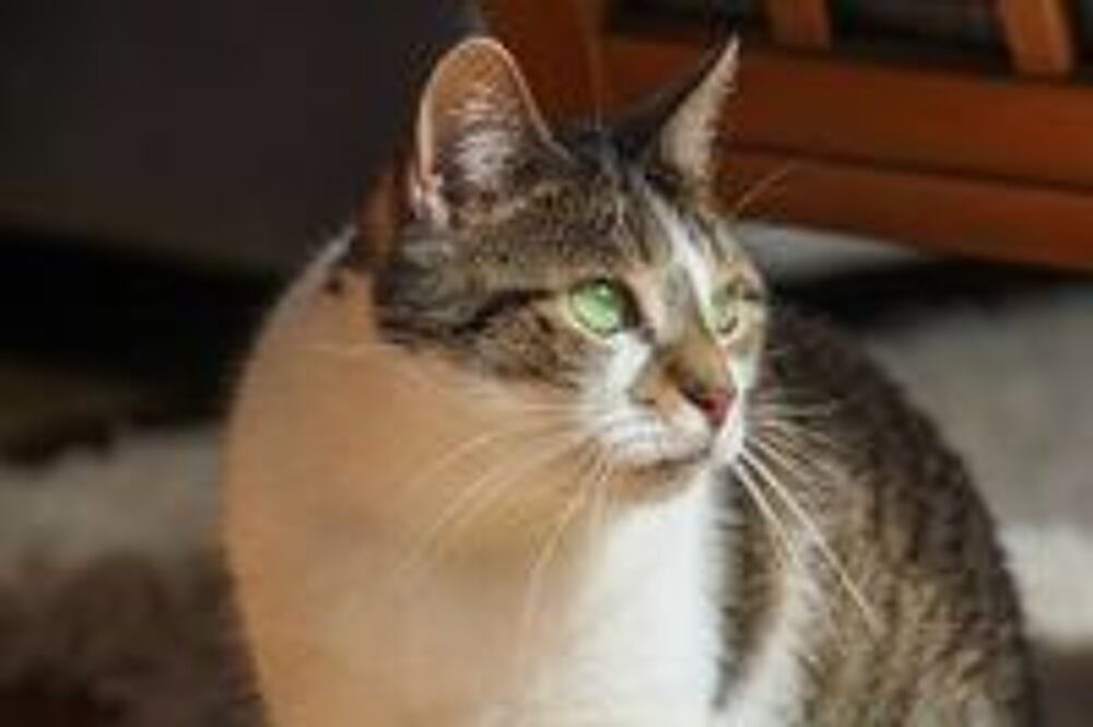   AZALEE FEMELLE TIGRE BLANC 8 ANS 1/2 