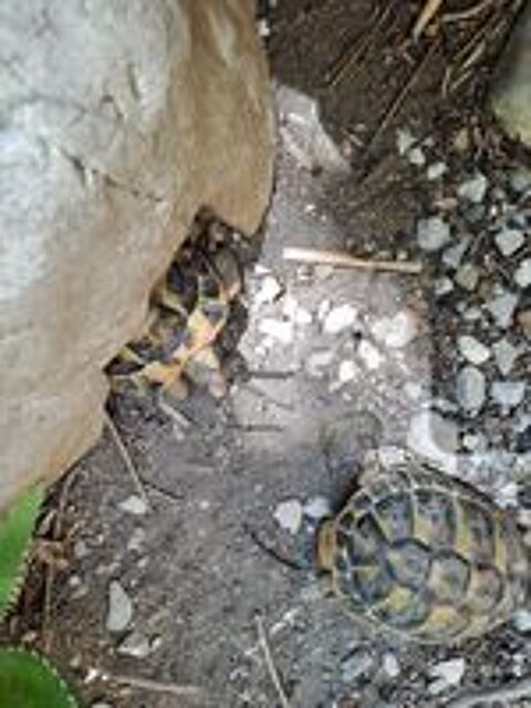   Petites tortues 