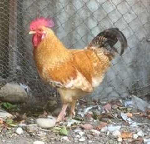   COQ ORANGE DE FERME REPRODUCTEUR 