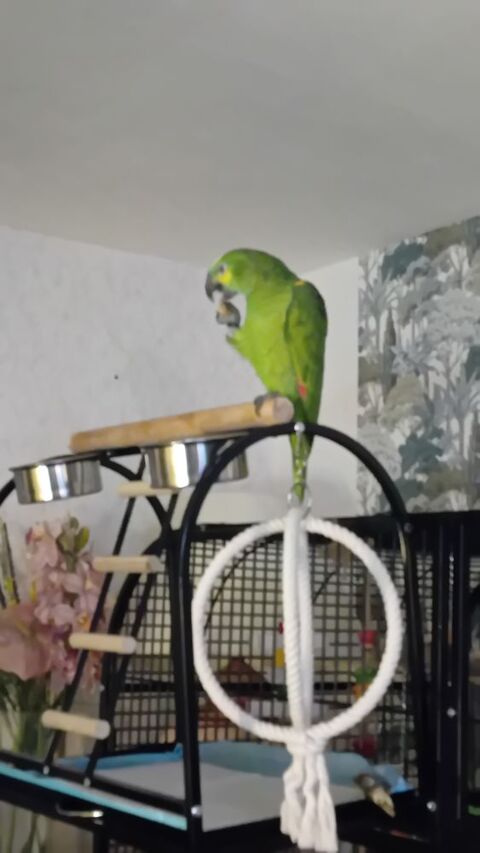 Amazone a front bleu male 750 32000 Auch