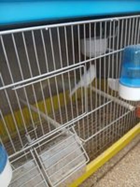   Canaris male et femelle 