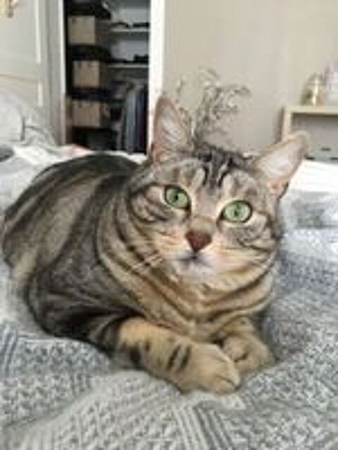   XENA, adorable minette douce et joueuse � mettre en confiance 
