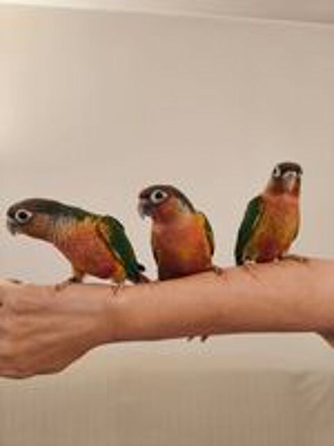   Conure de molina opaline EAM 