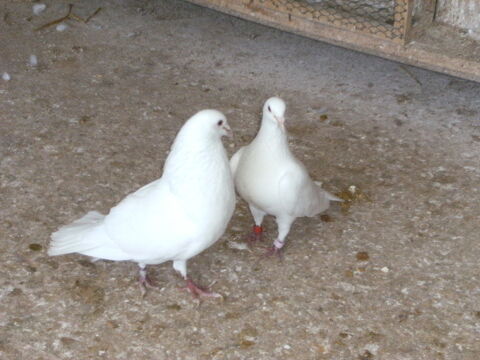 Pigeons de chair 15 77167 Bagneaux-sur-loing