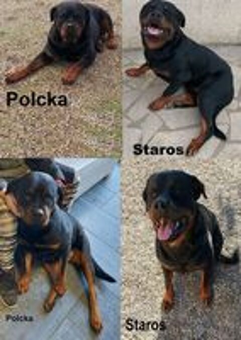   Chiots Rottweiler a rserver  