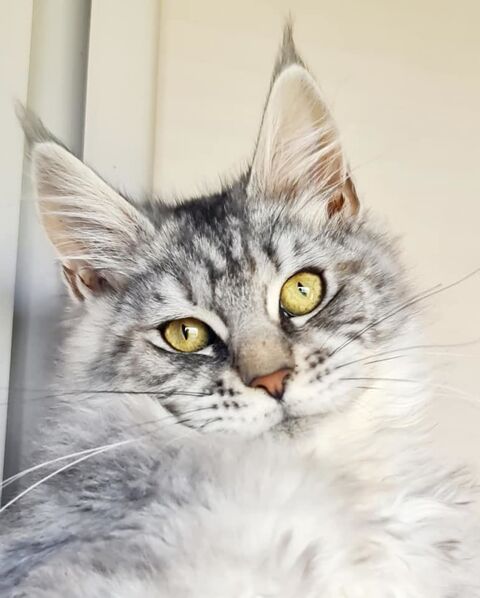 Femelle adulte Maine Coon LOOF - LIVRAISON 650 22250 rac