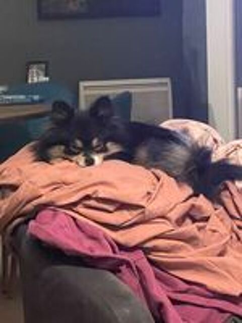   Petite chienne cherche nouvelle maison  