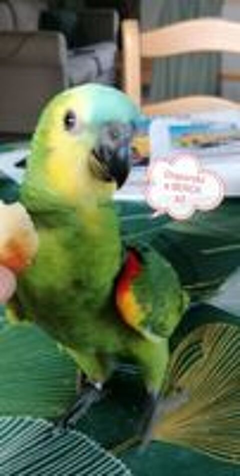   Perroquet AMAZONE FB  
