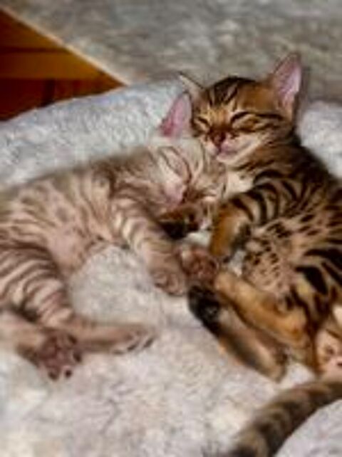   Chatons Bengal Snow & Brown LIVRAISON POSSIBLE 
