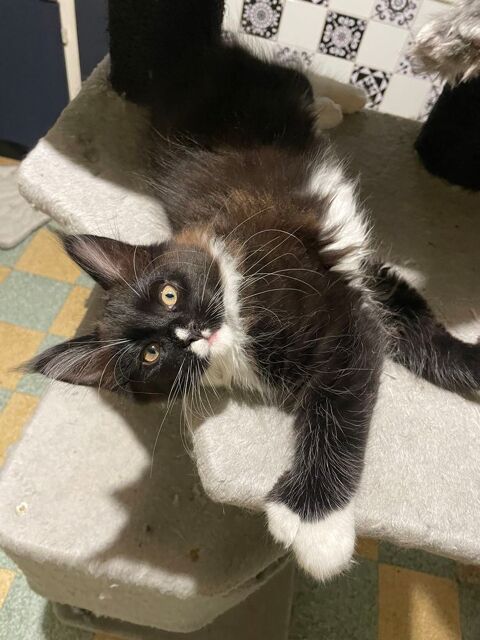 Chatons Maine coon 900 81400 Carmaux