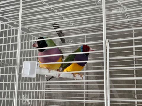 Couple gould 80 66430 Bompas