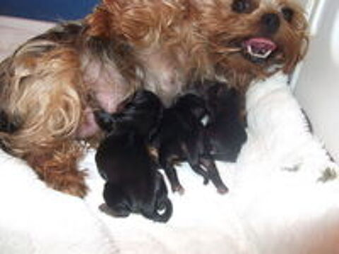   CHIOTS YORKSHIRE TERRIER 