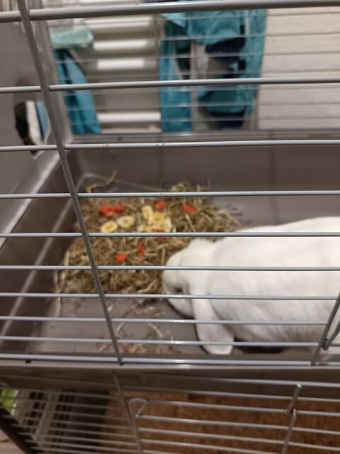 Lapin bélier nain 0 33210 Langon