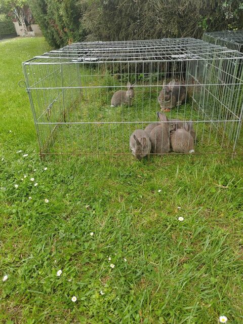 jeunes lapins sevrs ( 2 mois et demi )gris bleu de vienne 15600 Saint-tienne-de-maurs