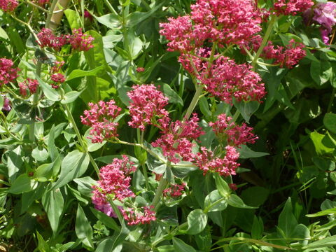 Lilas d'espagne ou valériane 5 Bellenaves (03)