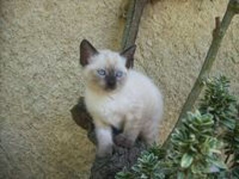   Chaton type Siamois 