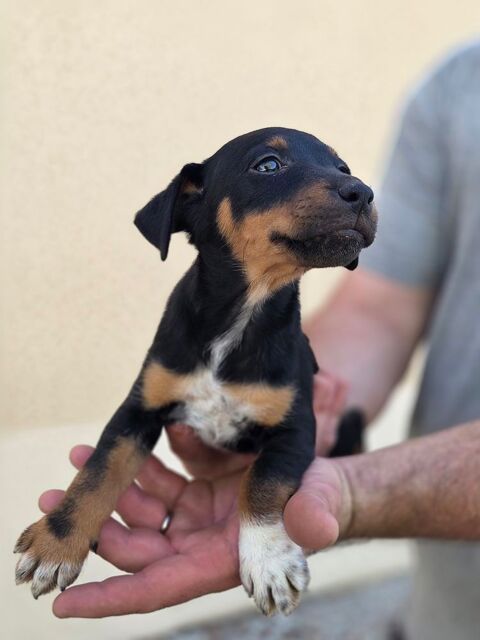 2 chiots jagd terrier m&acirc;le 0 89520 Fontenoy