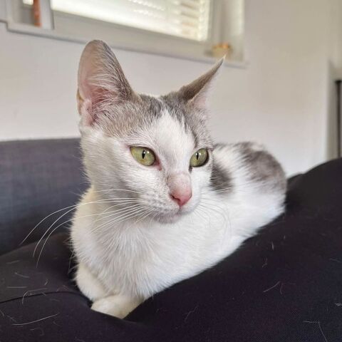 À l'adoption  Jade, 10 mois 150 62149 Annequin