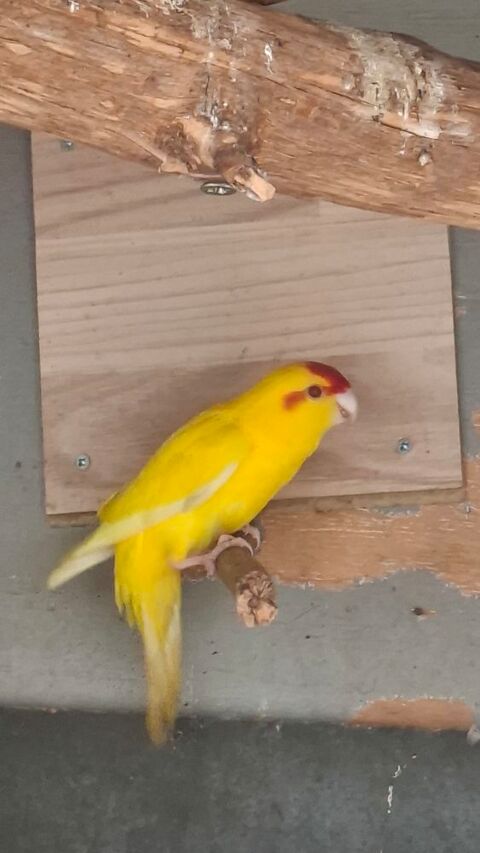 kakariki 35 40400 Tartas