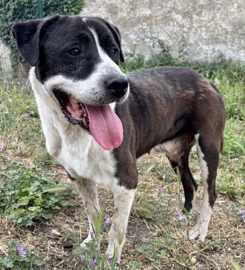 BAPTISTE, cane corso, 8 ans DON LIBRE 0 34500 Béziers