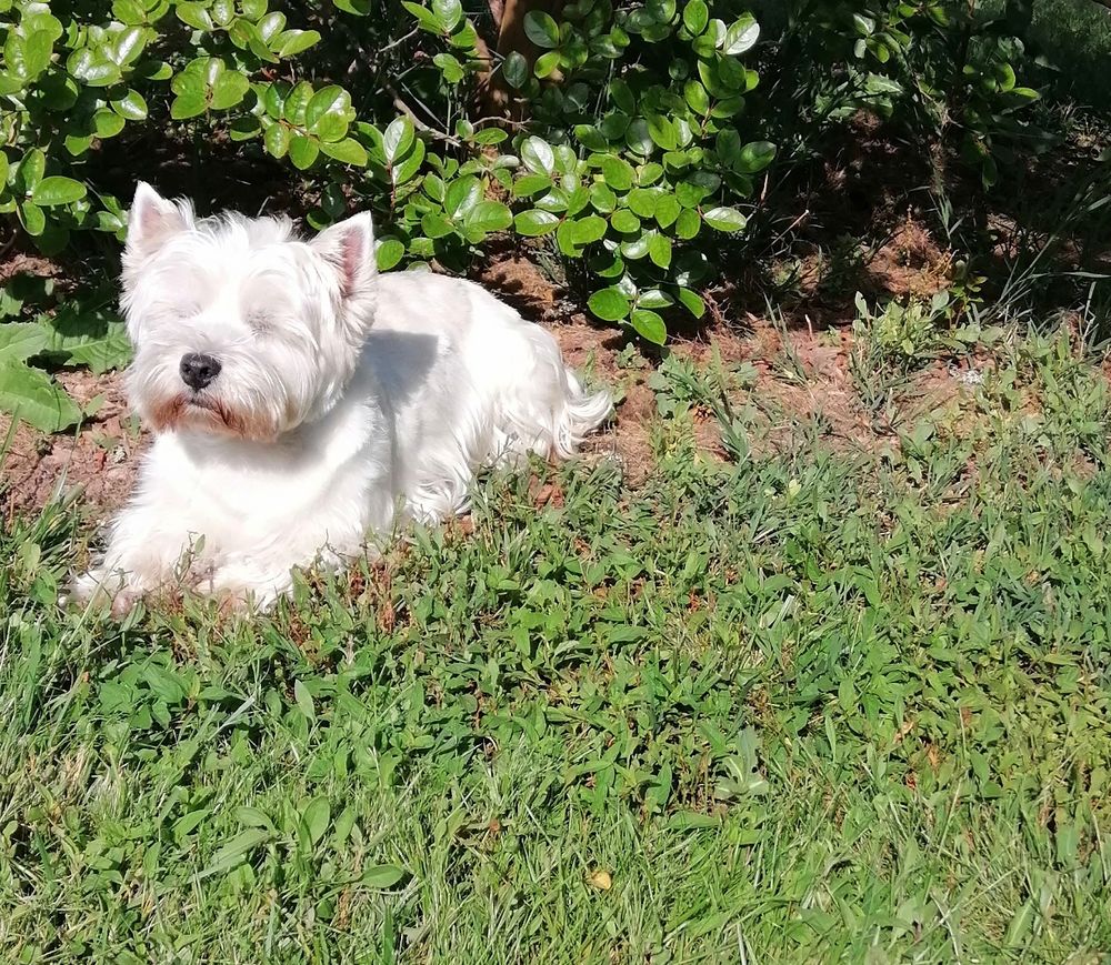   BEAU MÂLE WESTIE RECHERCHE FIANÇÉE POUR UNE 1ère SAILLIE  