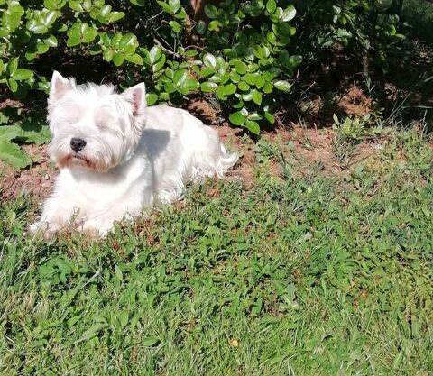 BEAU M&Acirc;LE WESTIE RECHERCHE FIAN&Ccedil;&Eacute;E POUR UNE 1&egrave;re SAILLIE 0 24110 Manzac-sur-vern