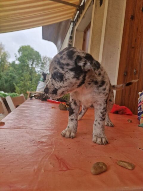 Chiot border bleu merle et staff chocolat  0 45200 Montargis