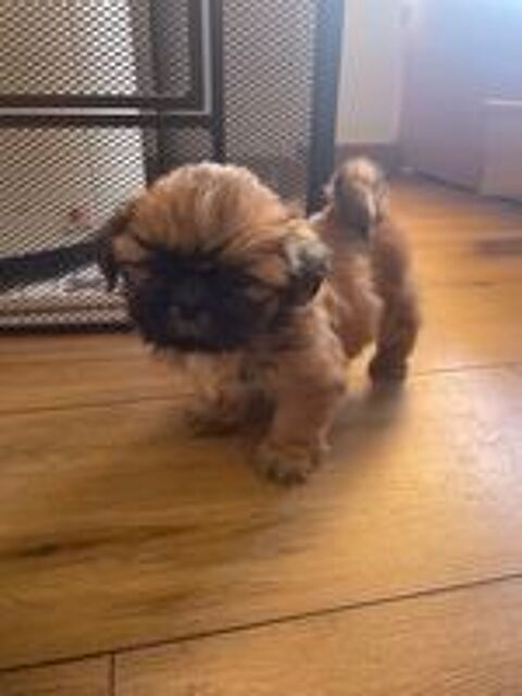   Chiot type Shih Tzu.
