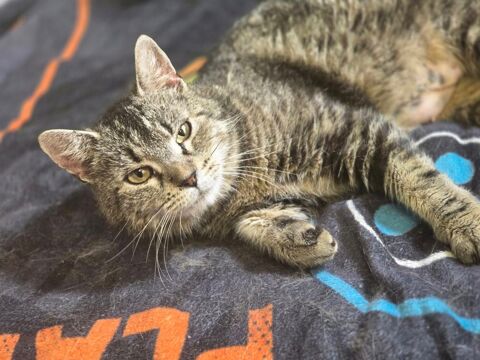 ELLIE 210 76000 Rouen