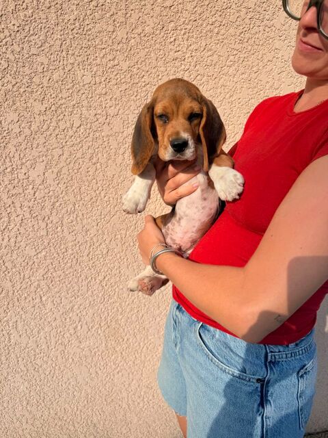 Chiot beagle LOF 400 40230 Saint-vincent-de-tyrosse