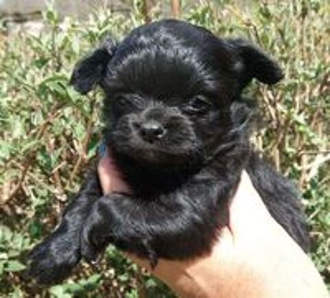  BB Chihuahua de toutes les couleurs  