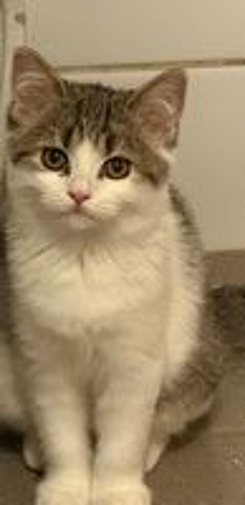   bristish shorthair femelle  