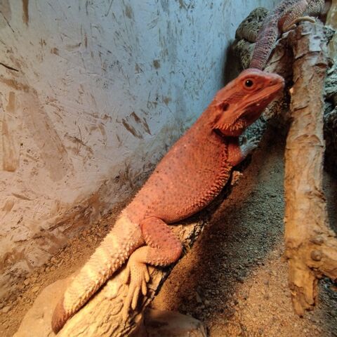Pogona demi red Monster 250 78780 Maurecourt
