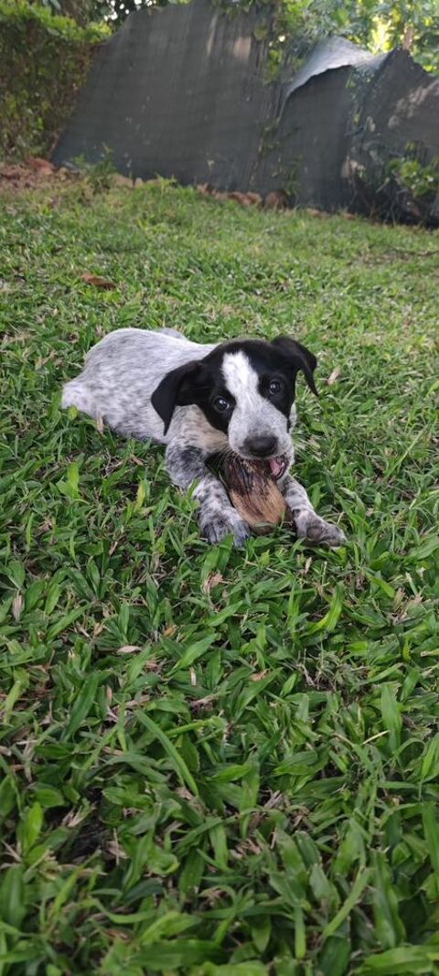 Kaly, femelle X berger, née le 26/09/2025 &#128054; 300 37000 Tours