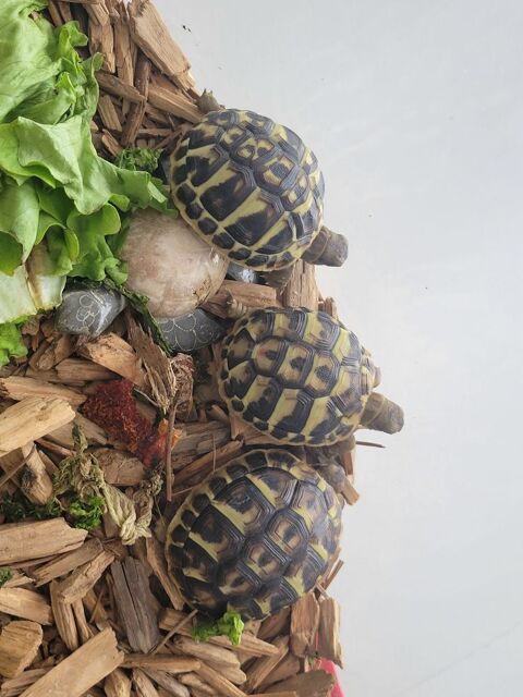 Magnifique Tortue HERMANN (n&eacute;e 08/2025) 60 34130 Mauguio-carnon-plage