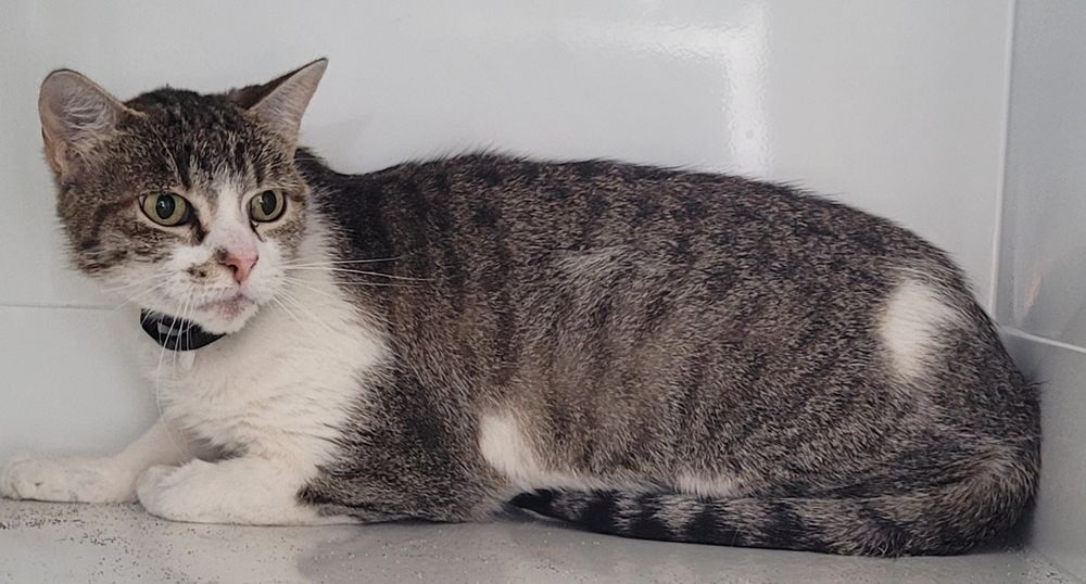   BLANCA, chatte blanche et tigrée 5 ans 