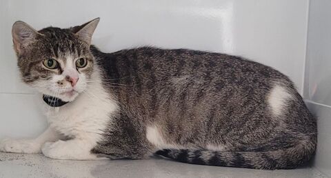 BLANCA, chatte blanche et tigr&eacute;e 5 ans 120 34500 Béziers
