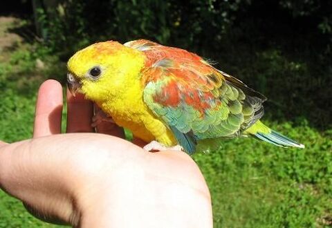 Très Belles Perruche à Croupion Rouge EAM Bagués 2025 120 94450 Limeil-brvannes