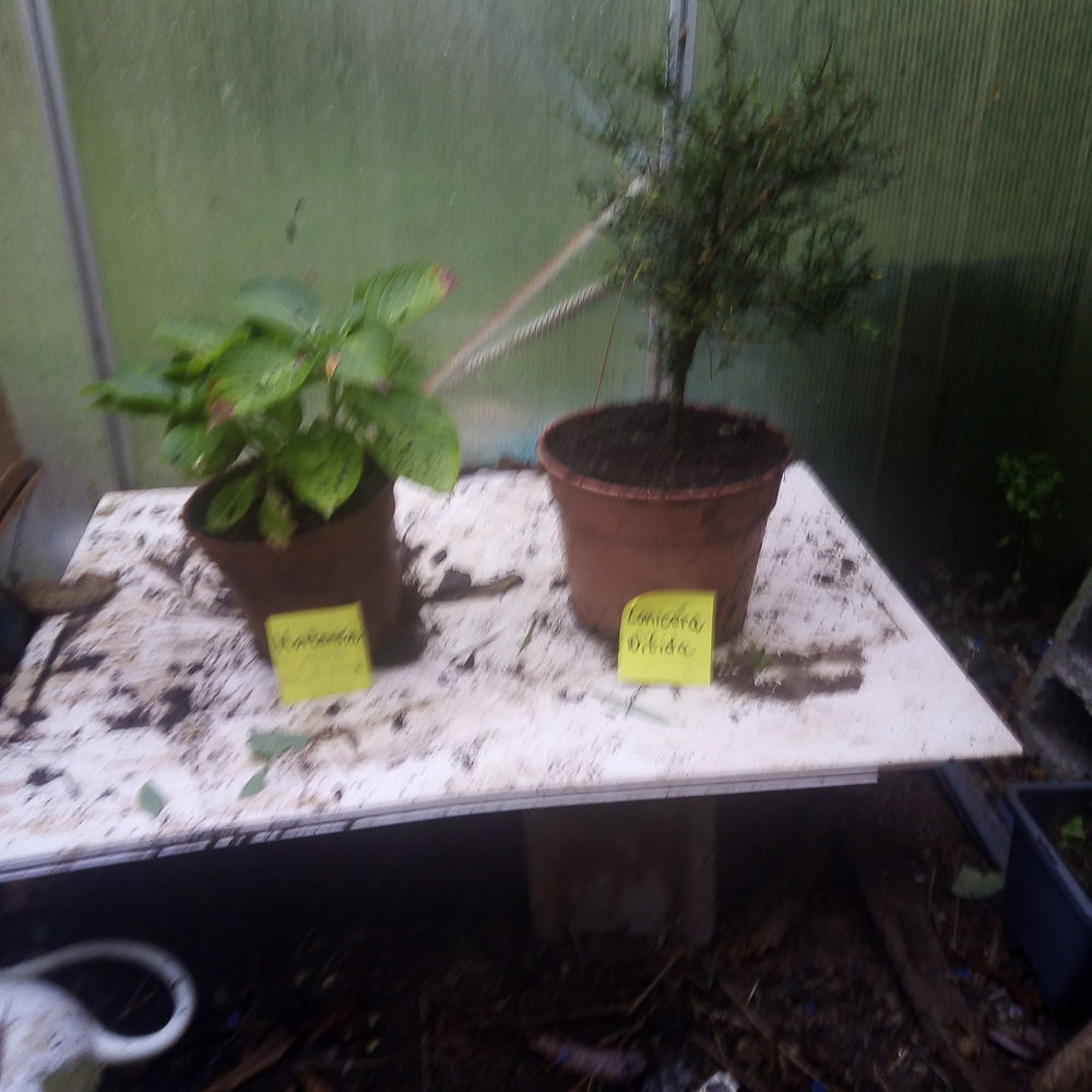 Plantes ornementales et vivaces. Jardin
