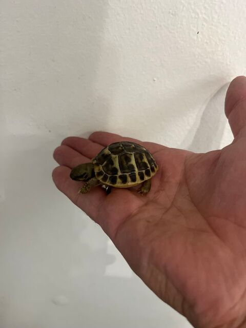 Tortue 60 95400 Villiers-le-bel