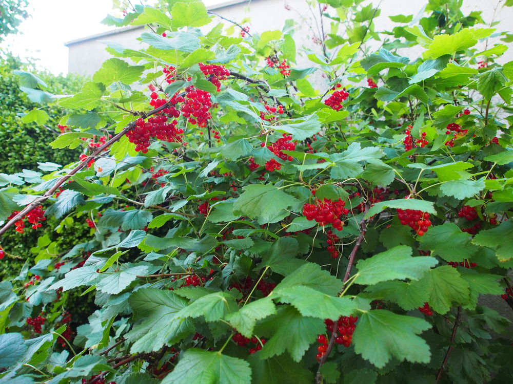 Groseilles ramass&eacute;es prix au KG Jardin