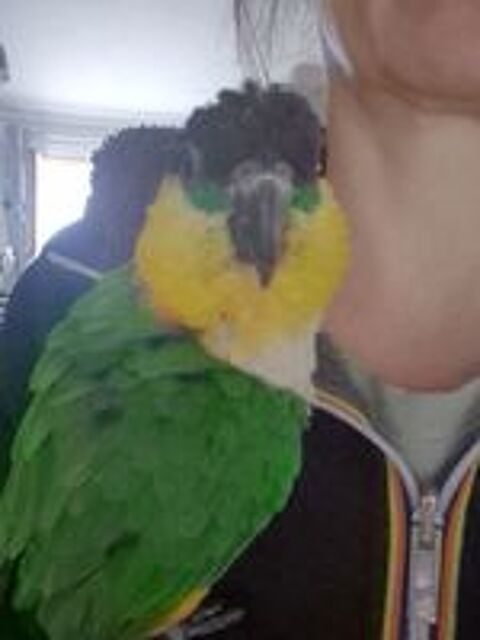  Caique tête noire  