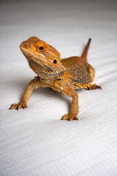 Pogona + terrarium 200 56130 Th�hillac