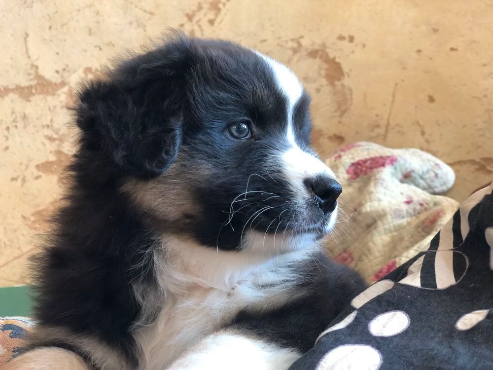   Chiots type berger australien parents lof 